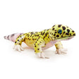 Zappi Leo The Leopard Gecko Plush Toy Animal 65cm Buzzard Reptile