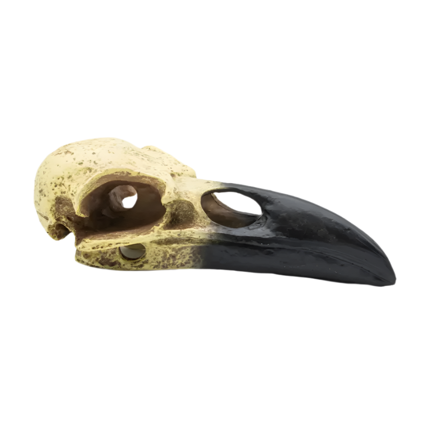 ProRep Corvid Skull 15.5x6.5x5.5cm DPS085