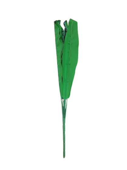 Reptile Plant Sanseveria