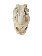 Rhino Skull Large Aquarium Ornament