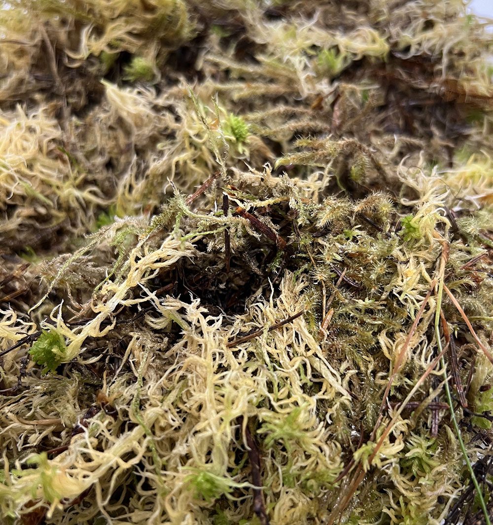 Pro Rep Live Sphagnum Moss 1.5L