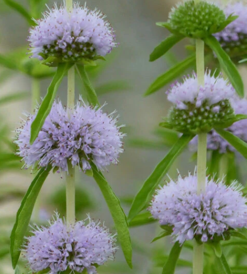 9cm Mentha Pulegium