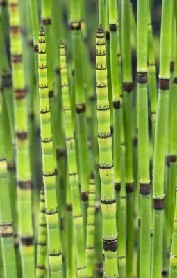 9cm Equisetum Japonicum