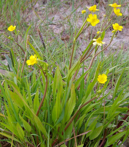 9cm Ranunculus Flammula
