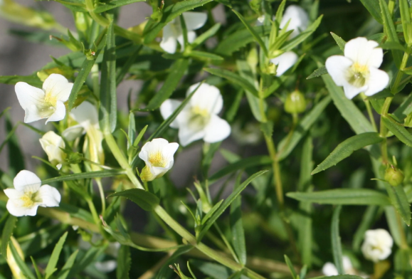 9cm Gratiola Officinalis