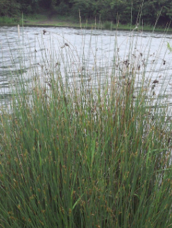 9cm Juncus Inflexus