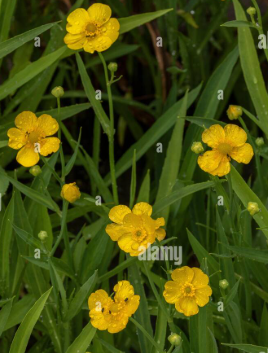 9cm Ranunculus lingua grandiflora