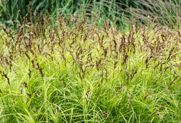 9cm Carex muskingumensis