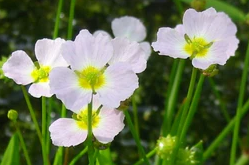 9cm Baldelia ranunculoides