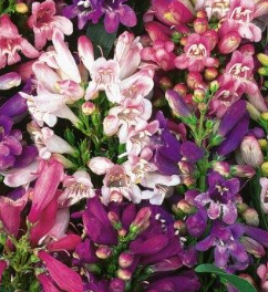 Penstemon Giant Hybrids by King Seeds E.W. King & Co. Ltd.