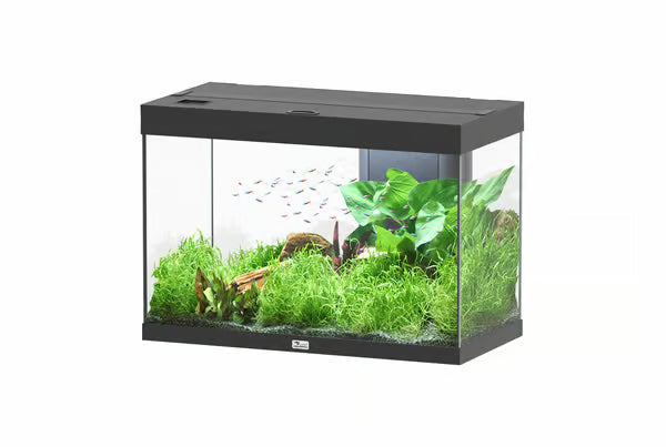 Aquatlantis Splendid 80 Black Aquarium Norwood Aquarium Ltd