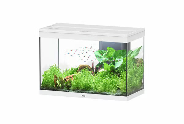 Splendid 80 White Aquarium