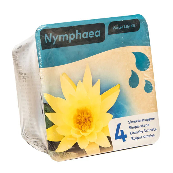 Yellow Nymphaea Water Lily Kit