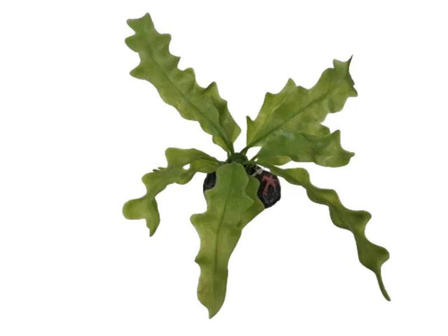 Plant On Rock Aquarium Ornament Assorted Colours Anhui Hefei Hongjia Co Ltd