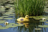 Plastic Duckling Anhui Hefei Hongjia Co Ltd