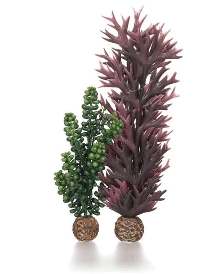 biOrb Plants & Decor Seapearls & kelp Olive Green Small