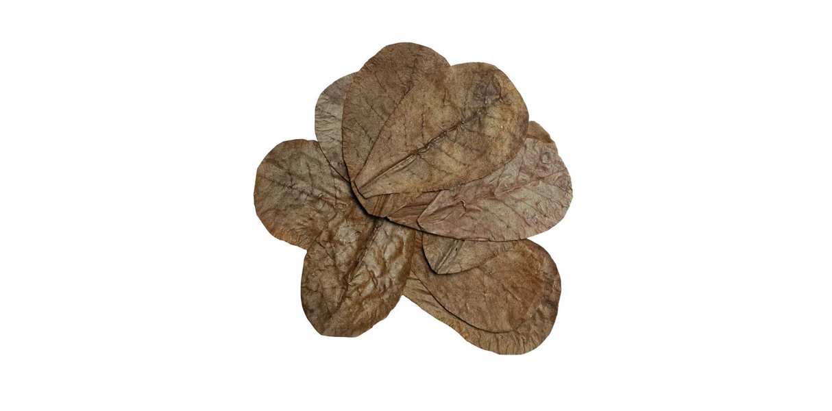HabiStat Catappa Leaves 10pk