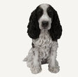 Vivid Arts Real Life Black and White Cocker Spaniel Resin Ornament Vivid Arts