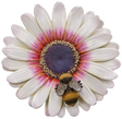 Large Hanging Zulu Daisy with Bee by Vivid Arts Vivid Arts