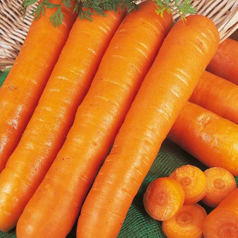 Carrot Early Nantes