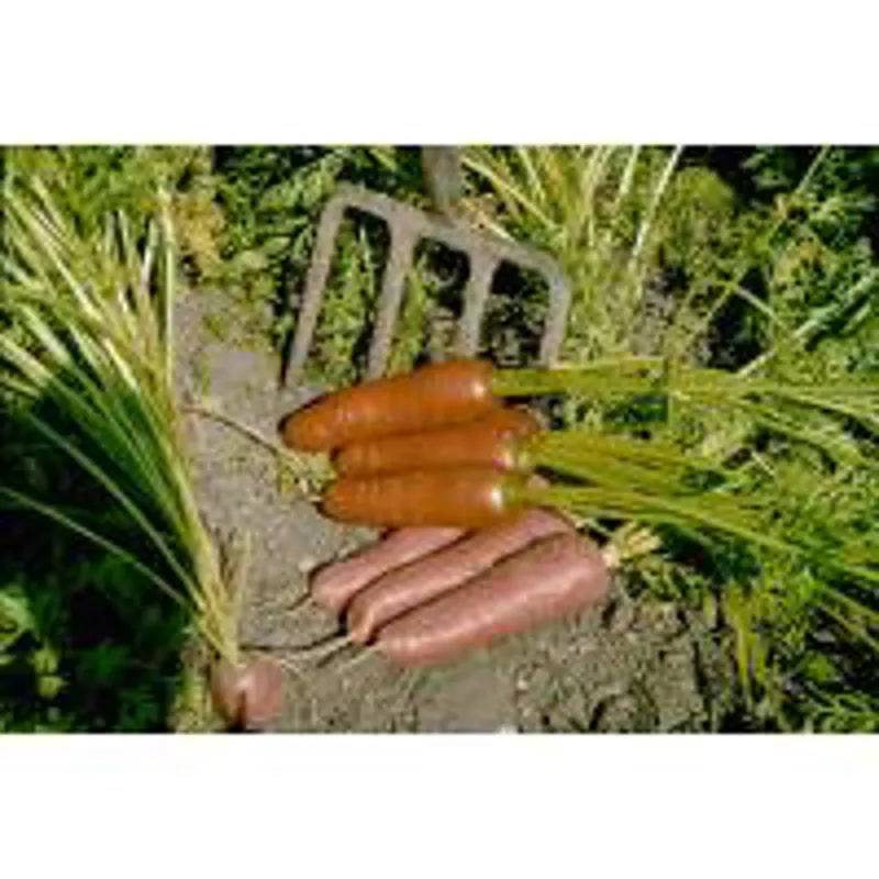 Carrot Flyaway F1 Hybrid