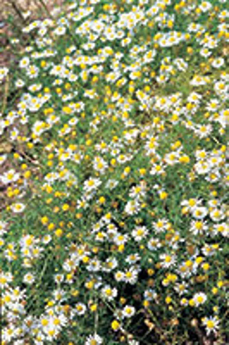 Chamomile Wild