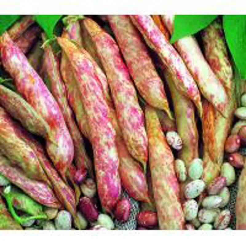 Climbing French Bean  Barlotta Di Fuoco