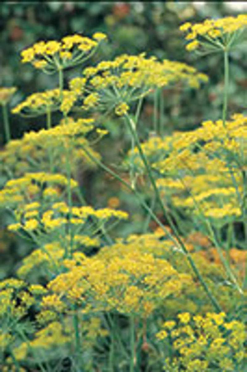 Dill