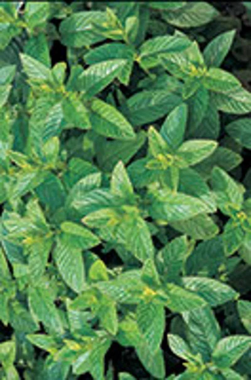 Green Mint