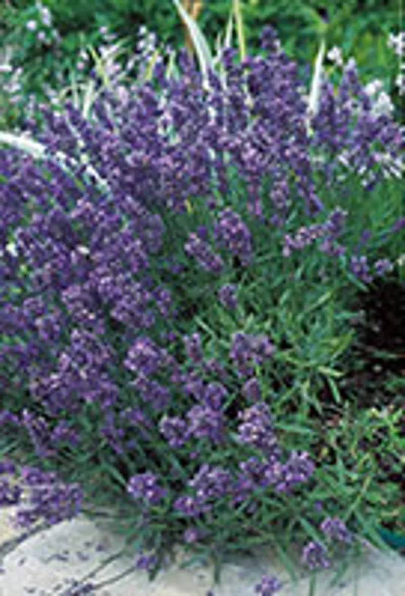 Lavender Munstead