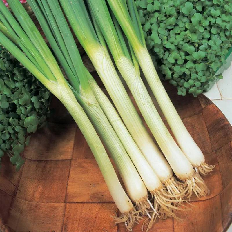 Onion White Lisbon - RHS Award of Garden Merit by King Seeds