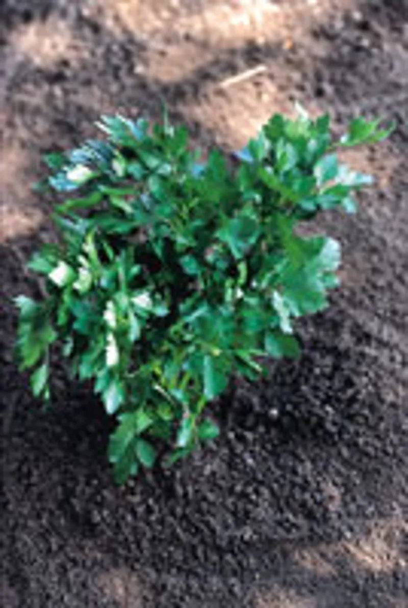 Parsley Italian