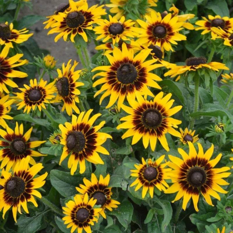 Rudbeckia Kelvedon Star