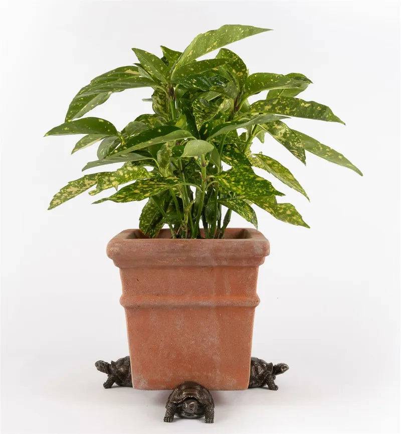 Potty Feet Tortoise Bronze  3pk