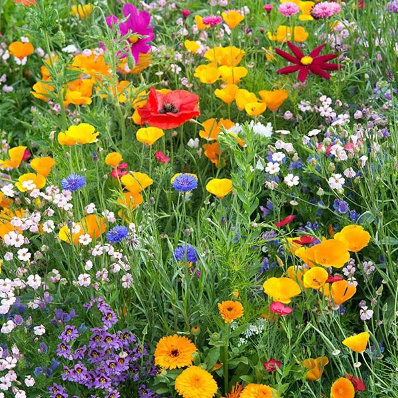 Annual Bee Mixed by Kings Seeds