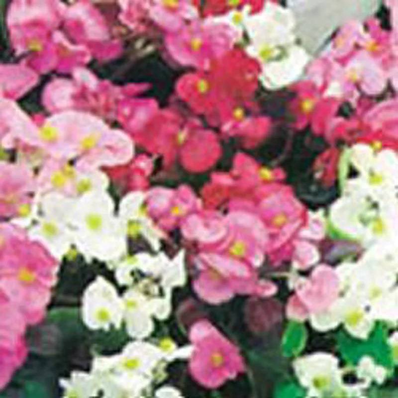 Begonia  Sunshine Carpet by Kings Seeds
