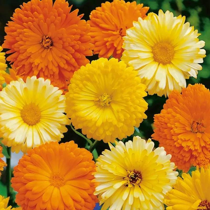 Calendula Art Shades Mixed by Kings Seeds