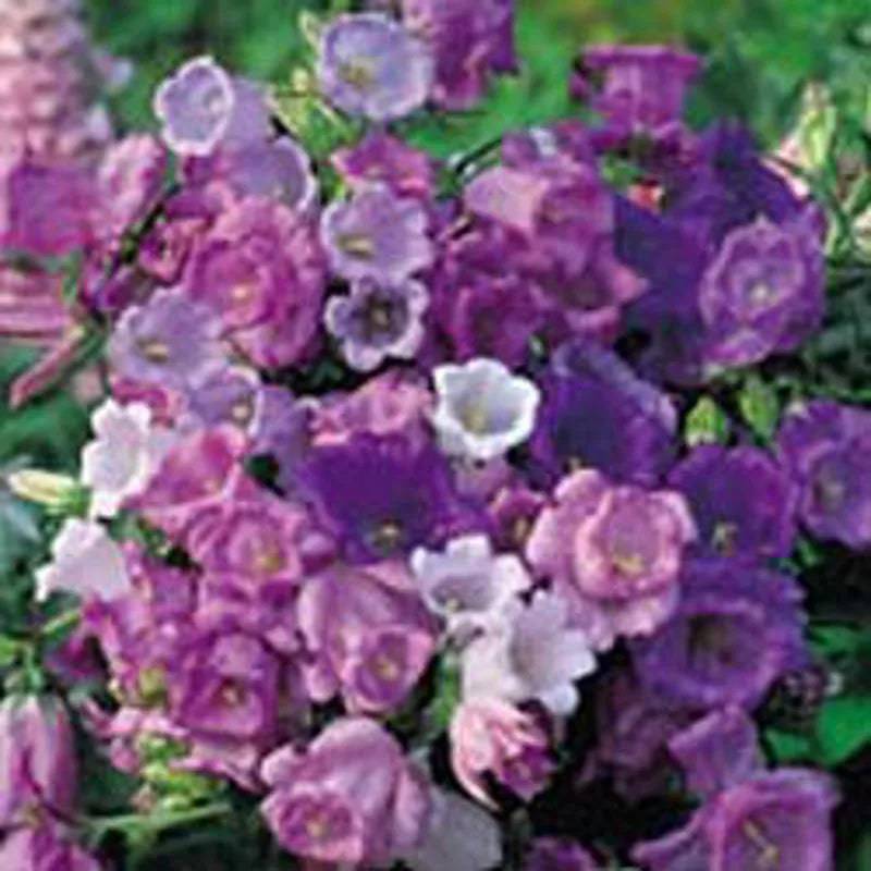 Canterbury Bells Cup And Saucer Mixed by Kings Seeds