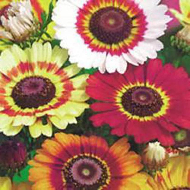 Chrysanthemum Rainbow by Kings Seeds