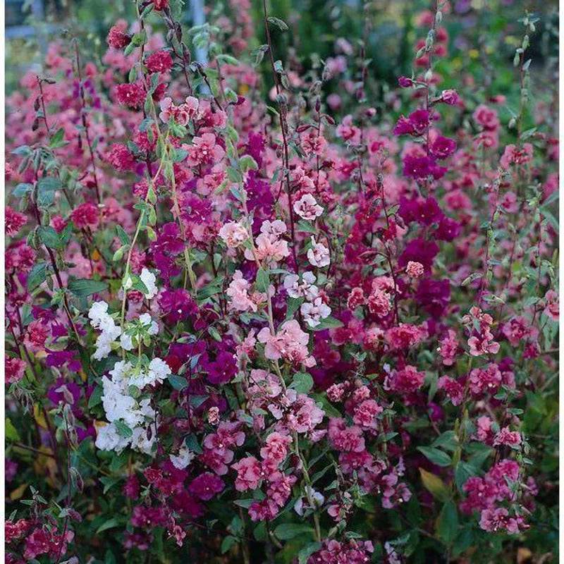 Clarkia Elegans Double Delight Kinds Seeds