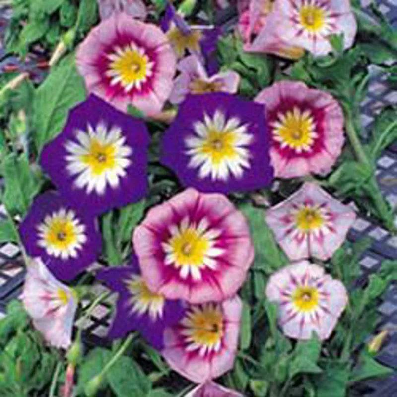Convolvulus Tricolour by Kings Seeds
