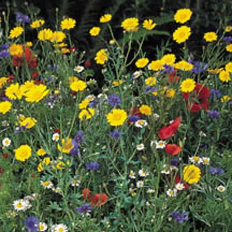 Cornfield Mix Kings Seeds