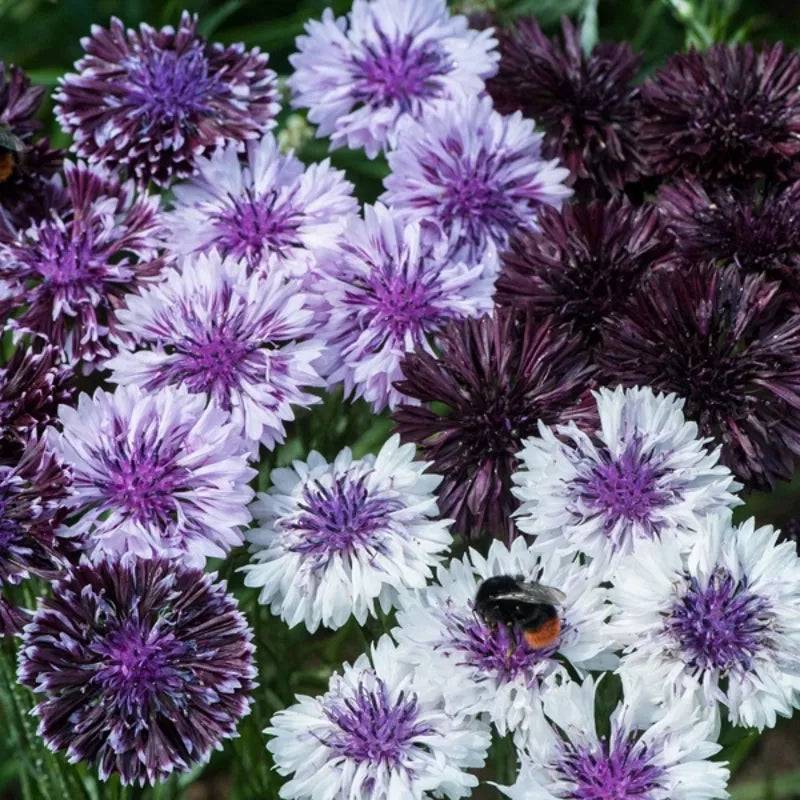 Cornflower Classic Magic by Kings Seeds
