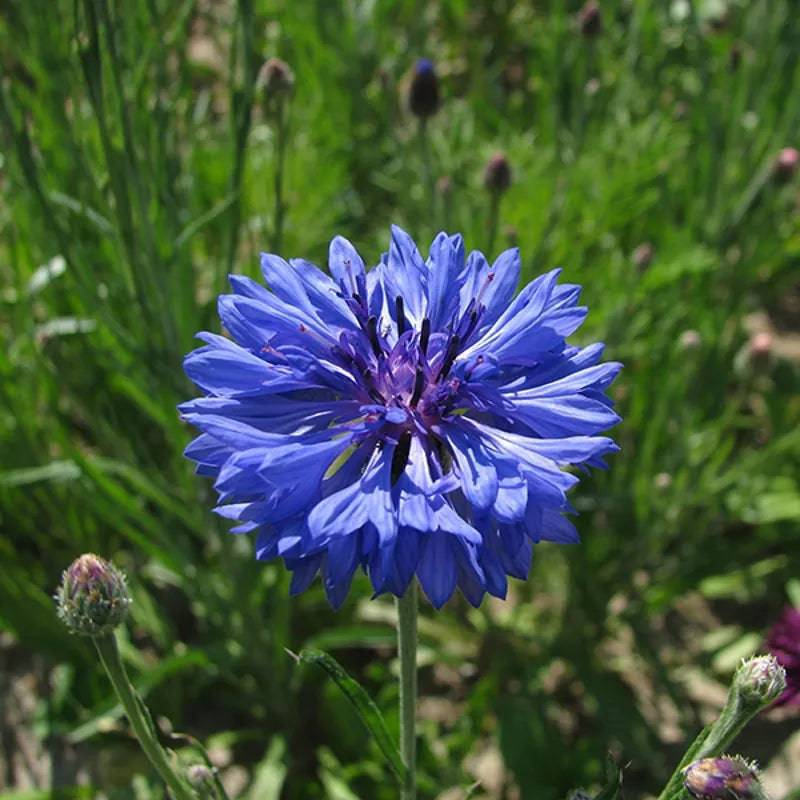 Cornflower Double Blue by Kings Seeds