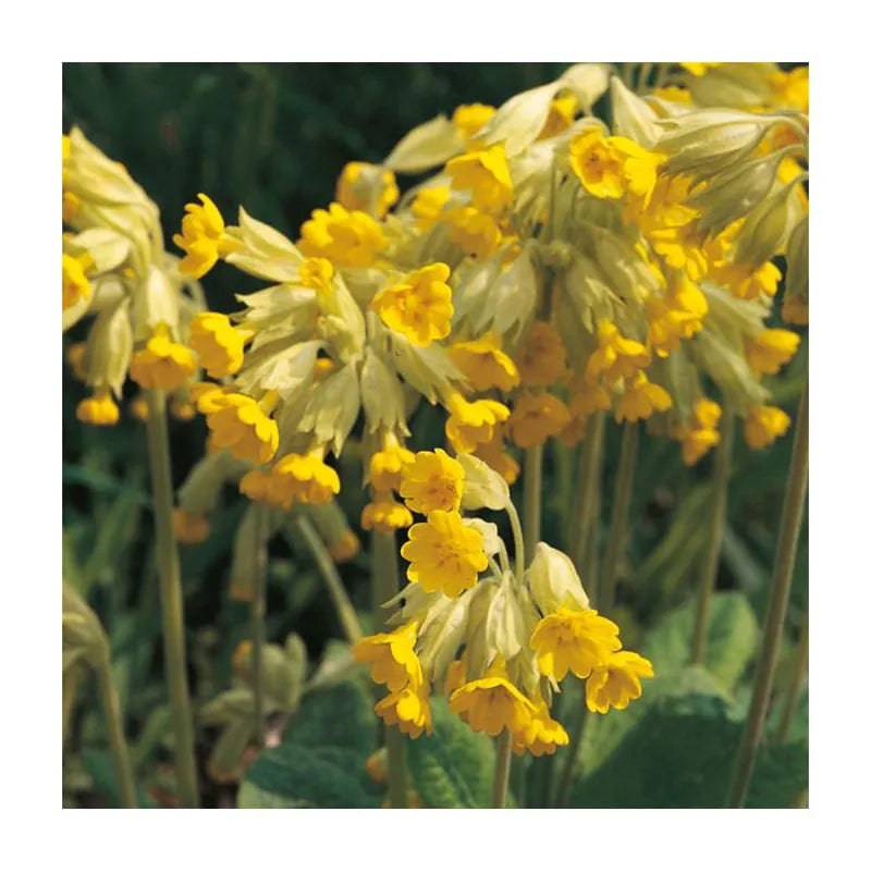 Cowslip