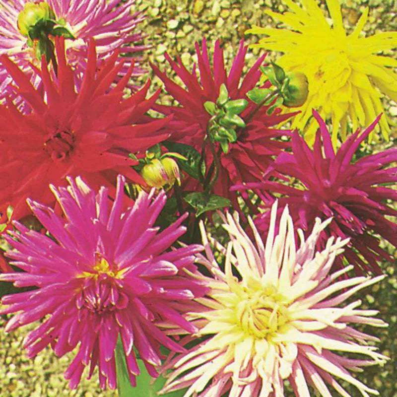 Dahlia Cactus Hybrids Mixed