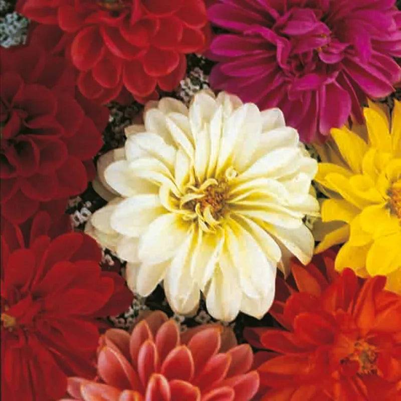 Dahlia Unwin Dwarf
