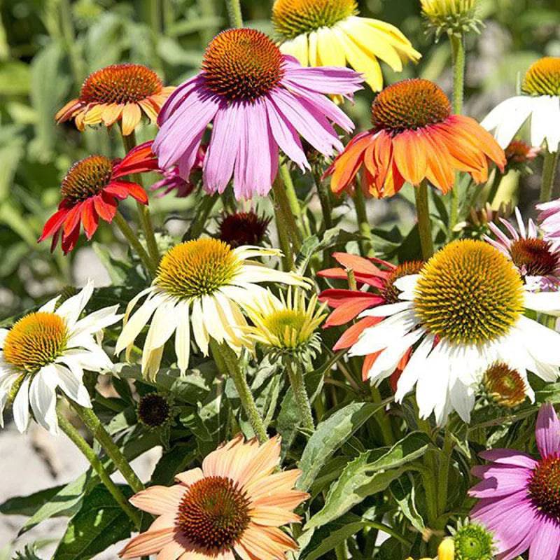 Echinacea Paradiso Dwarf Mixed by Kings Seeds