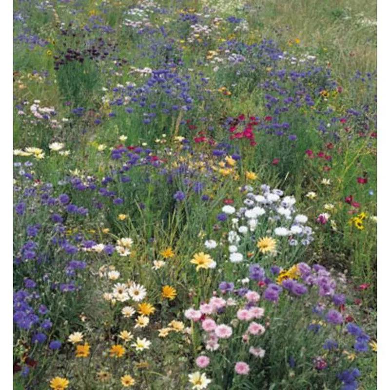 Field Hedge-Row Mix