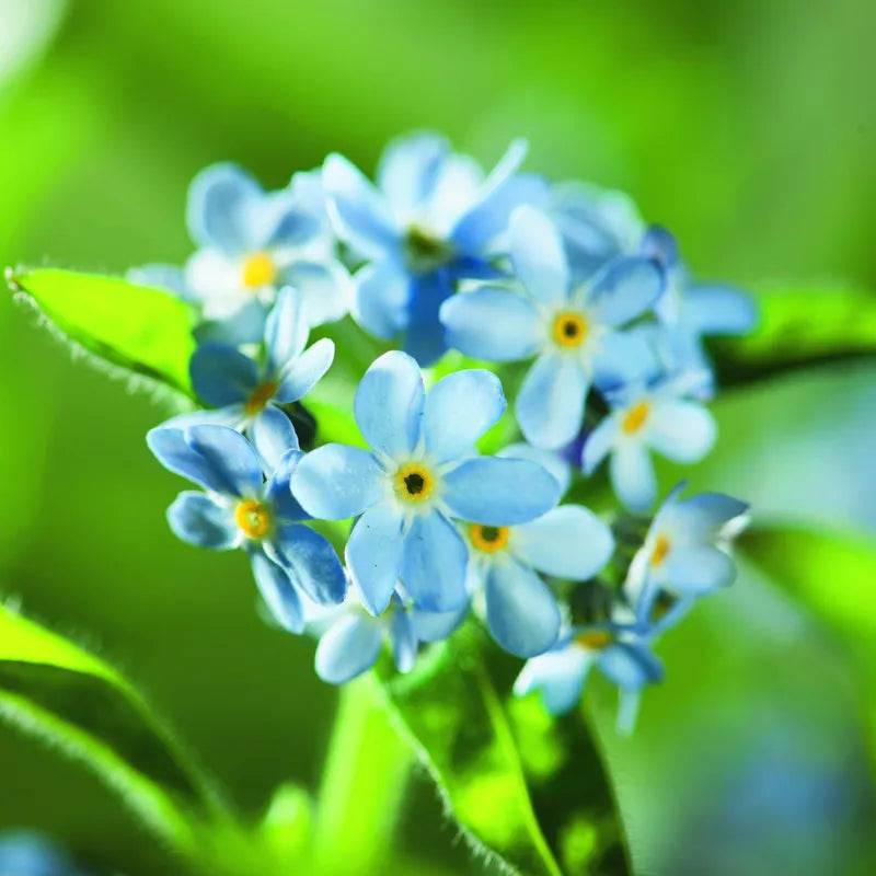 Forget Me Not Light Blue by Kings Seeds.